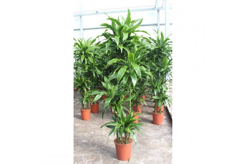 Dracaena fragr. der. art Dracaena Arturo 120-90-60-30 4 pp 