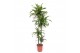 Dracaena fragr. der. art Dracaena Arturo 120-90-60-30 4 pp 