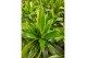 Dracaena fragr. der. art Dracaena Arturo 120-90-60-30 4 pp 