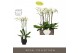 Phalaenopsis wit Bijoux Crystal 3 spike in Emilia Dark Brown Aquo 24 b 
