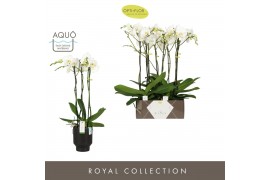 Phalaenopsis wit Bijoux Crystal 3 spike in Emilia Dark Brown Aquo 24 b