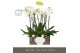 Phalaenopsis wit Bijoux Crystal 3 spike in Emilia Dark Brown Aquo 24 b 