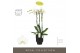 Phalaenopsis wit Bijoux Crystal 3 spike in Emilia Dark Brown Aquo 24 b 