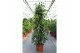 Ficus binnendijkii amstel king Ficus Amstel King 6 pp 