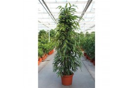 Ficus binnendijkii amstel king Ficus Amstel King 6 pp