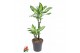 Dracaena fragrans Dracaena Silver Dream 45-15 2 pp 