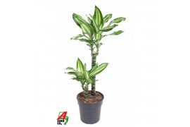 Dracaena fragrans Dracaena Silver Dream 45-15 2 pp