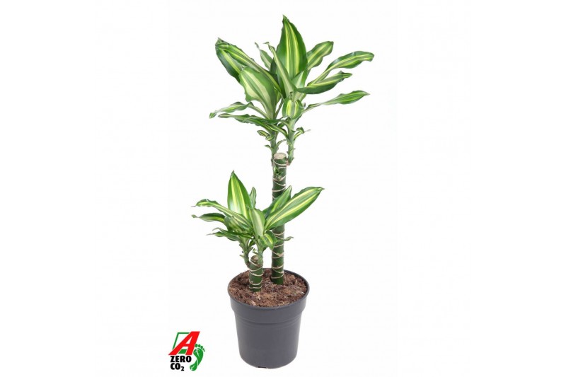 Dracaena fragrans Dracaena Silver Dream 45-15 2 pp Dracaena fragrans Dracaena Silver Dream 45-15 2 pp