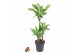 Dracaena fragrans Dracaena Silver Dream 60-30-15 3 pp 