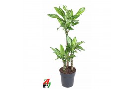 Dracaena fragrans Dracaena Silver Dream 60-30-15 3 pp