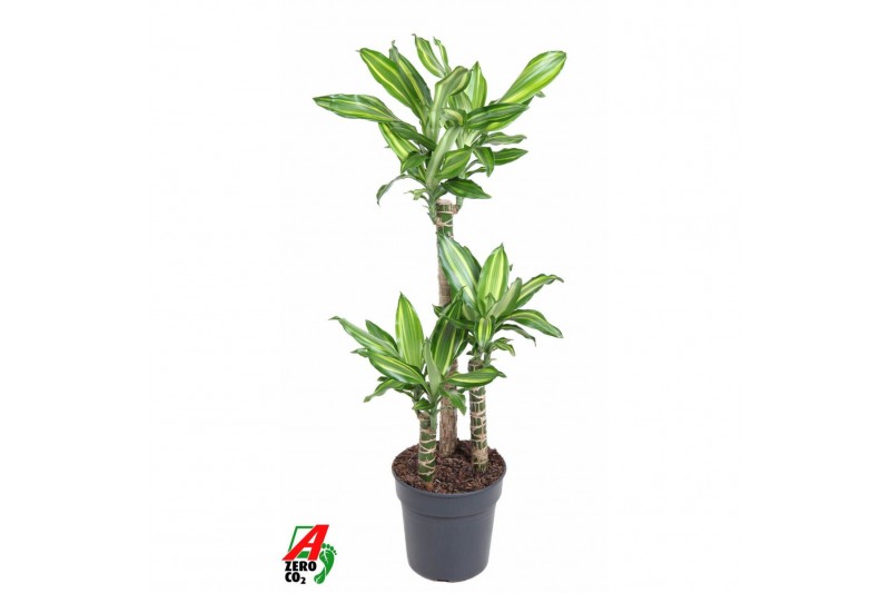 Dracaena fragrans Dracaena Silver Dream 60-30-15 3 pp Dracaena fragrans Dracaena Silver Dream 60-30-15 3 pp