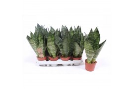 Sansevieria zeylanica Sansevieria zeylanica compacta