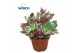 Kalanchoe Kalanchoe Variegata Multicolor overig pp 