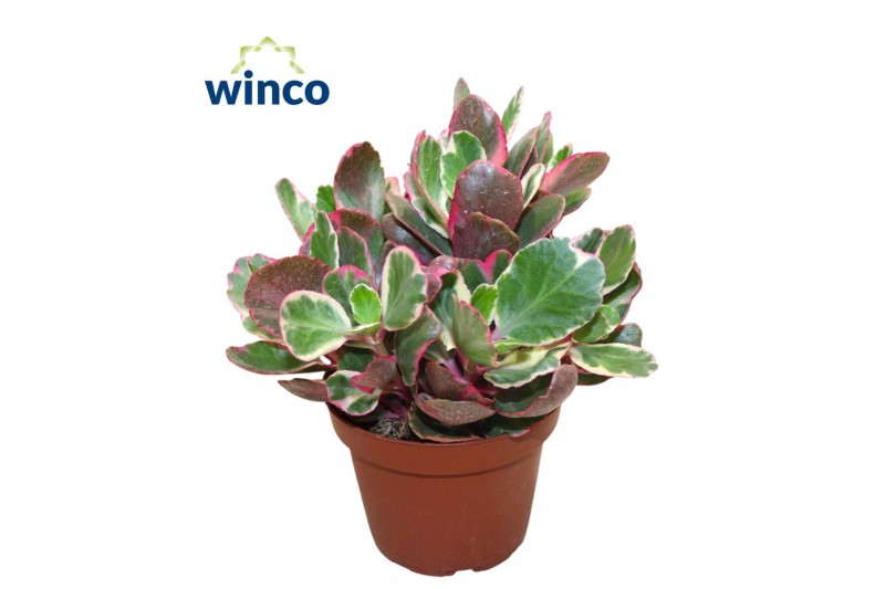 Kalanchoe Kalanchoe Variegata Multicolor overig pp Kalanchoe Kalanchoe Variegata Multicolor overig pp