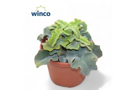 Kalanchoe Kalanchoe Maltese Cross 5 pp