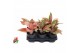Aglaonema Aglaonema Starshine 2 pp 