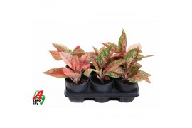 Aglaonema Aglaonema Starshine 2 pp