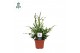 Pteris ensiformis Pteris evergreen - Air So Pure 
