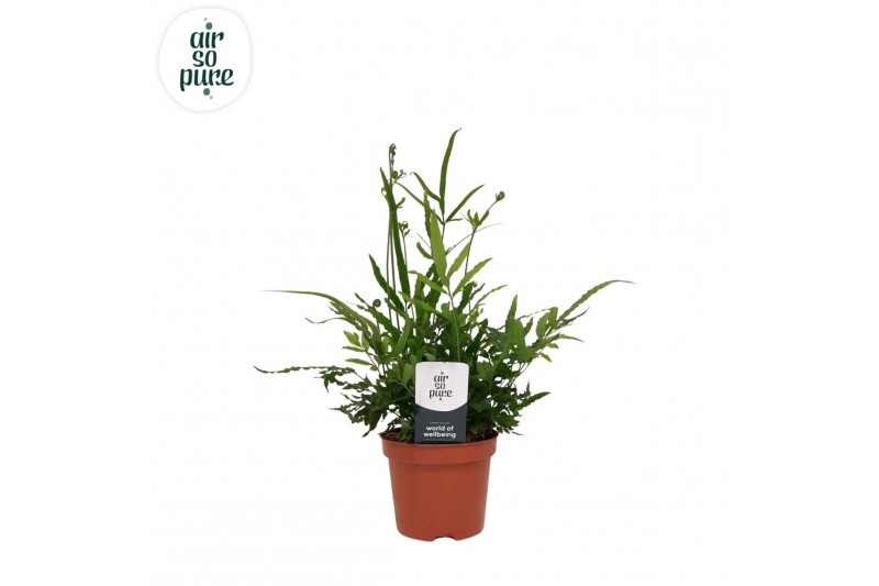 Pteris ensiformis Pteris evergreen - Air So Pure Pteris ensiformis Pteris evergreen - Air So Pure