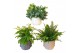 Varens mix Varen mix in pot Ears 35 cm diameter 