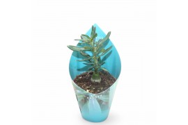 Pachypodium Sierras - Pachypodium Succulentum 1 pp