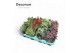 Kalanchoe mix Kalanchoe Mix (Decorum) 1 pp 12 