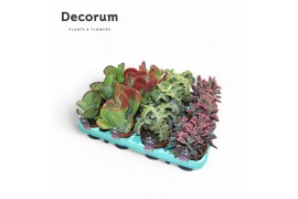 Kalanchoe mix Kalanchoe Mix (Decorum) 1 pp 12
