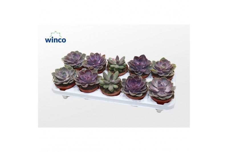Echeveria mix Echeveria Pink Mix (3spc.) 