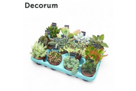 Succulenten Succulent Mix (Decorum) 1 pp