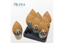 Cactus Astrophytum Fukuryu Hakujo (Sierra) 1 pp