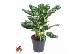 Aglaonema amazon silver Aglaonema Amazone Silver 3 pp