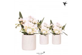 Phalaenopsis Anthura  Nazare Kolibri Orchids Phalaenopsis Nazare 4 spi