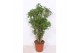 Schefflera arboricola luseana Schefflera arboricola Luseana 1 pp 