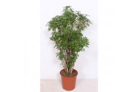 Schefflera arboricola luseana Schefflera arboricola Luseana 1 pp