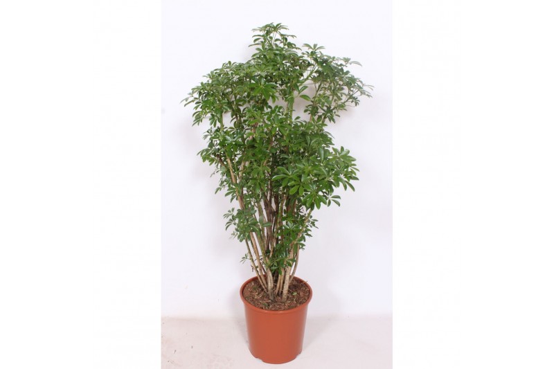 Schefflera arboricola luseana Schefflera arboricola Luseana 1 pp 