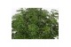 Schefflera arboricola luseana Schefflera arboricola Luseana 1 pp 