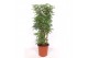 Schefflera arboricola luseana Schefflera arboricola Luseana 1 pp 