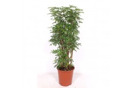 Schefflera arboricola luseana Schefflera arboricola Luseana 1 pp