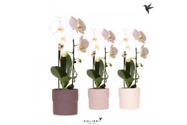 Phalaenopsis elegant cascade Kolibri Orchids Cascade Niagara Fall whit