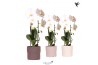 Phalaenopsis elegant cascade Kolibri Orchids Cascade Niagara Fall whit