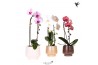 Phalaenopsis elegant cascade Kolibri Orchids Cascade Niagara Fall mix 