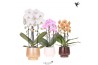 Phalaenopsis elegant cascade Kolibri Orchids Cascade Niagara Fall mix 
