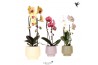 Phalaenopsis elegant cascade Kolibri Orchids Cascade Niagara Fall mix 