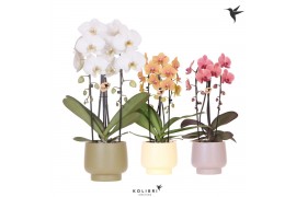 Phalaenopsis elegant cascade Kolibri Orchids Cascade Niagara Fall mix 