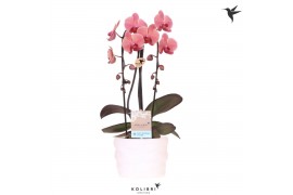 Phalaenopsis elegant cascade Kolibri Orchids Cascade Niagara Fall oran