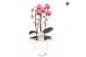 Phalaenopsis elegant cascade Kolibri Orchids Cascade Niagara Fall oran