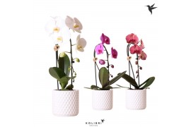 Phalaenopsis elegant cascade Kolibri Orchids Cascade Niagara Fall mix 