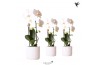 Phalaenopsis elegant cascade Kolibri Orchids Cascade Niagara Fall whit