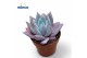 Echeveria mexican giant Echeveria Mexican Giant 1 pp zonder bloem bl. 