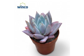 Echeveria mexican giant Echeveria Mexican Giant 1 pp zonder bloem bl.
